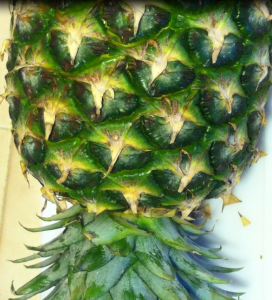 How to Grow your own Pineapple Plant