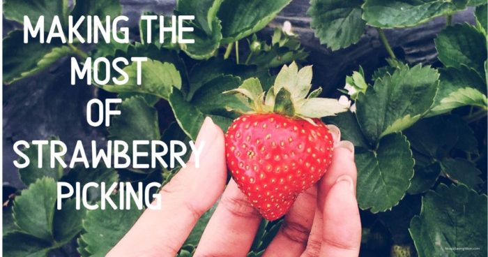 Making the Most of Your Strawberry Picking