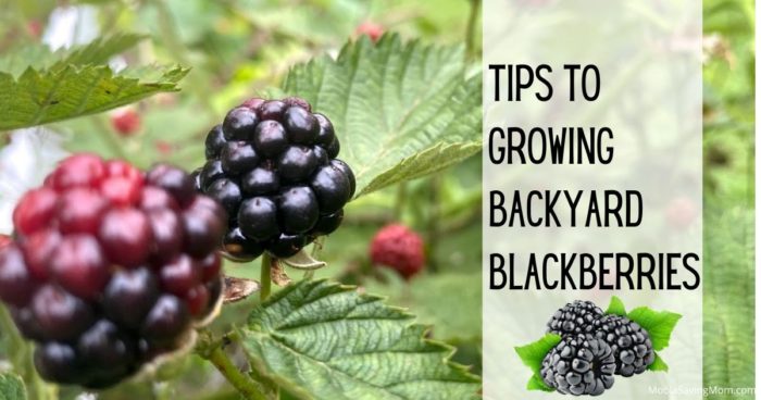 Tips to Growing Blackberries in the Backyard