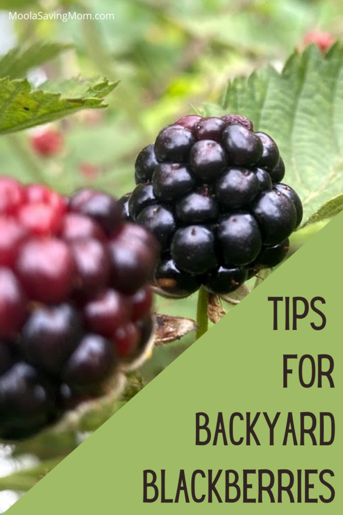 Tips to Growing Blackberries in the Backyard Moola Saving Mom